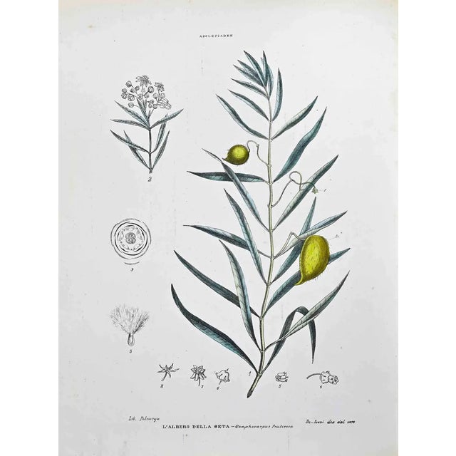 Vincenzo Tenore, Ascepiadee, Lithograph, 1870s For Sale
