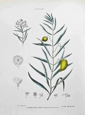 Vincenzo Tenore, Ascepiadee, Lithograph, 1870s