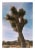 Not Yet Made - Made To Order Joshua Tree in Vintage Desert Tones Photograph - 24" X 36" For Sale - Image 5 of 5