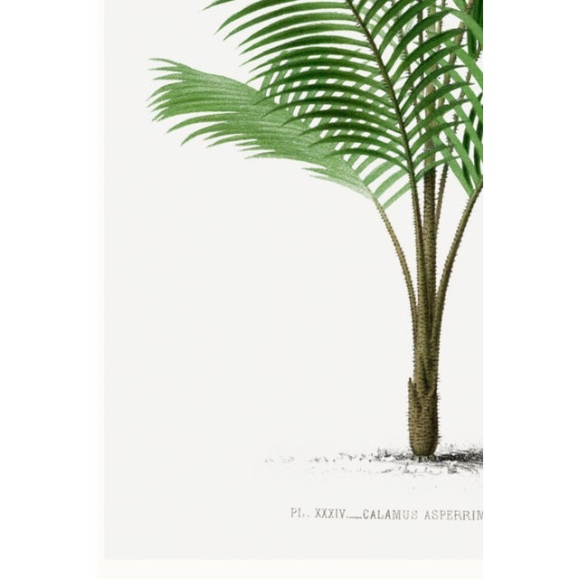 Tropical Palm Botanical, Vintage Art Print Reproduction, 20" X 30" For Sale - Image 9 of 10