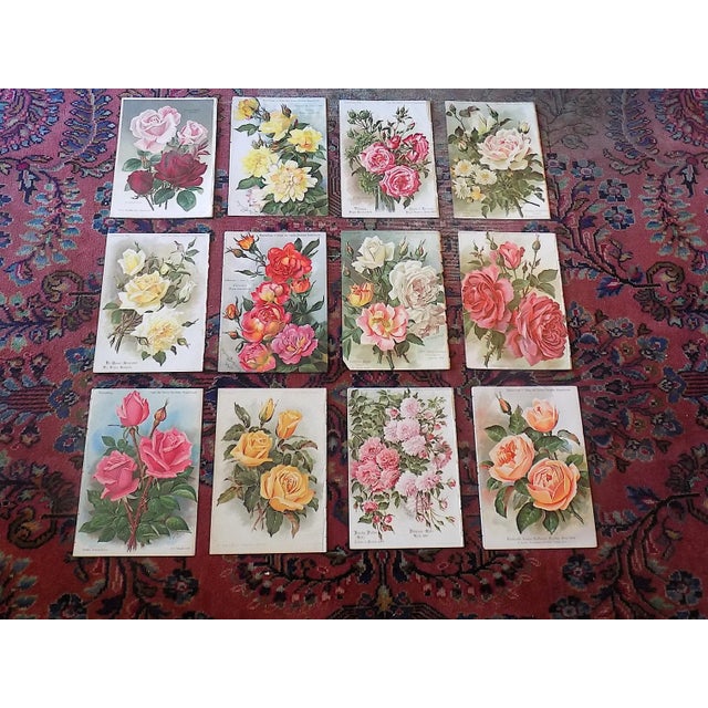 Antique Botanical Lithographs of Roses - Set of 12 For Sale - Image 9 of 9