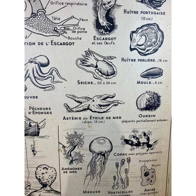 Mid-Century Modern French Double-Sided Poster of Mollusks and Crustaceans For Sale - Image 3 of 18