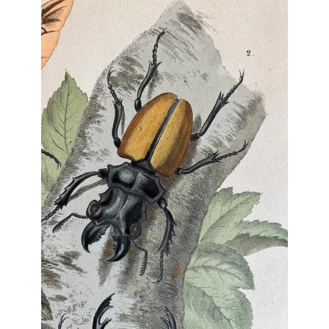 Variety of Colorful Beetles Bugs Illustrative Lithograph, C-1866 For Sale - Image 4 of 9