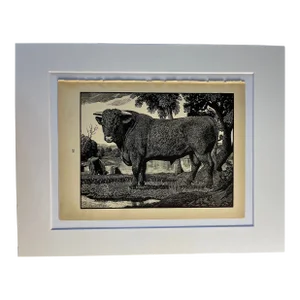 1942 Bull Engraving by Tunnicliffe Print