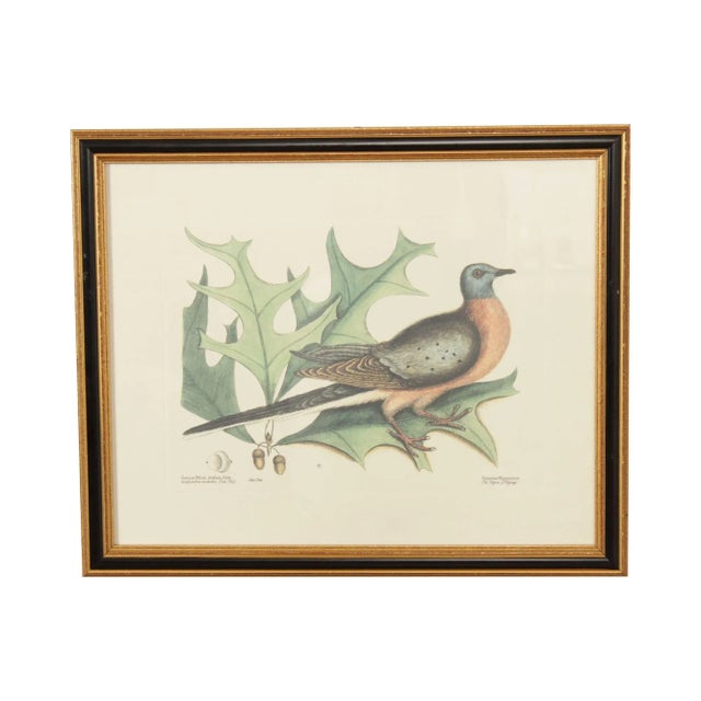 Vintage 'The Pigeon of Passage' Engraving after Mark Catesby For Sale - Image 13 of 13