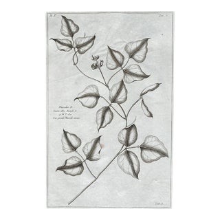 18th Century Antique Madeleine Basseporte Botanical Engraving For Sale