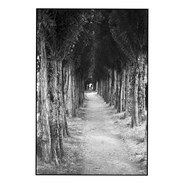 Paul Cooklin, Treeline, Edition of 50 For Sale
