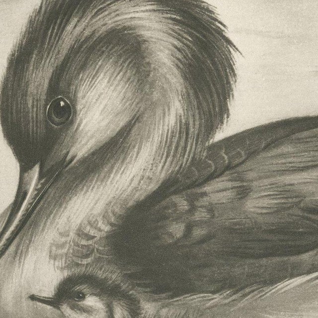 After Lilian Medland, Merganser and Young, 1909, Print For Sale - Image 6 of 9