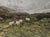 This oil painting captures a serene landscape in Killarney, featuring a group of sheep grazing amidst lush, textured...