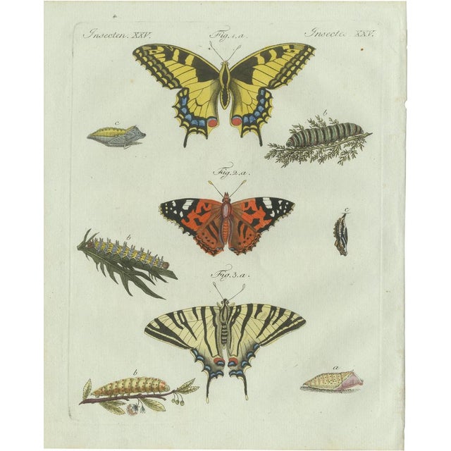 Bertuch, Swallowtail and Painted Lady Butterflies, 1800, Engraving For Sale - Image 10 of 10