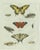 Bertuch, Swallowtail and Painted Lady Butterflies, 1800, Engraving For Sale - Image 10 of 10