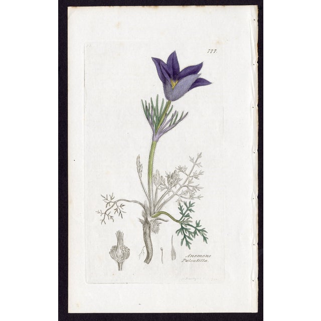 Offered here is an original antique botanical print from the celebrated English Botany series, featuring the distinctive...