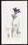 Offered here is an original antique botanical print from the celebrated English Botany series, featuring the distinctive...