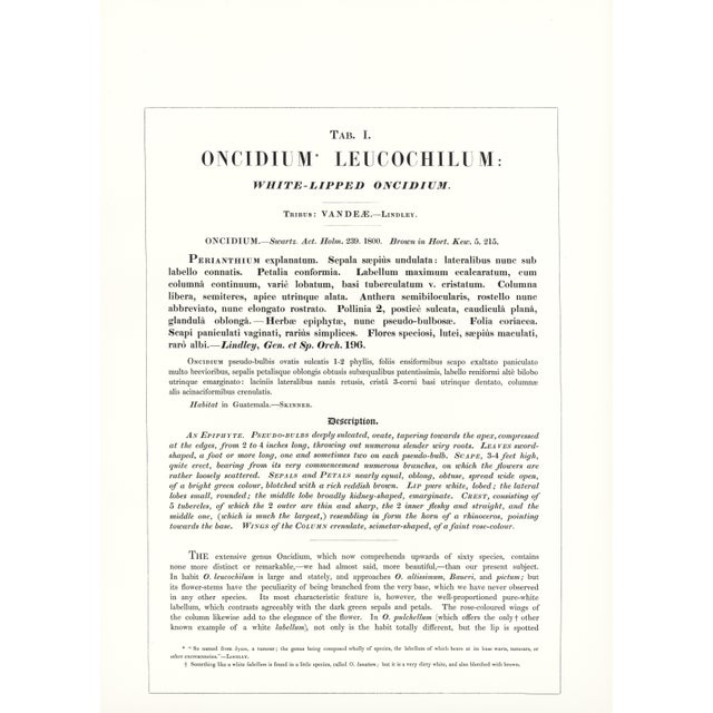 Large 1973 Orchid Flower Lithograph "Oncidium Leucochilum (White-Lipped Oncidium)" After James Bateman For Sale - Image 4 of 7