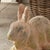 Weathered Garden Rabbit Large For Sale In Chicago - Image 6 of 7