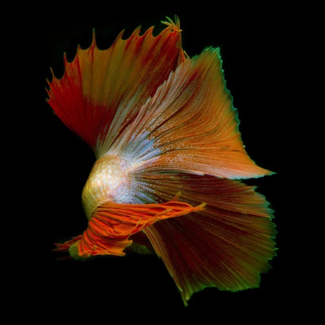 "Betta 66" Contemporary Color Photograph of a Male Fish For Sale