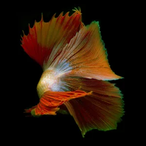 "Betta 66" Contemporary Color Photograph of a Male Fish
