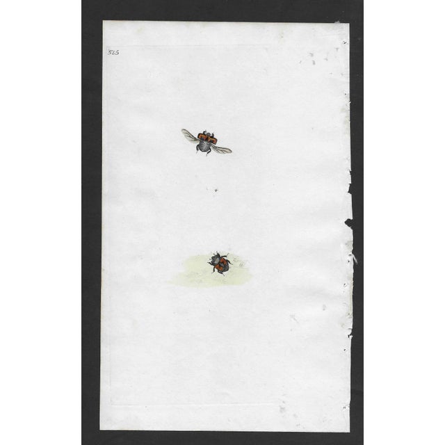 Antique 19th century hand colored insect engraving.