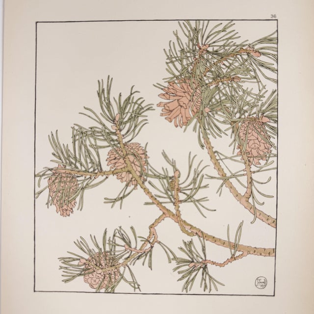 Illustration 1901 Jeannie Foord Original Art Nouveau Pochoir Pine Cone Botanical Print For Sale - Image 3 of 5