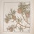 Illustration 1901 Jeannie Foord Original Art Nouveau Pochoir Pine Cone Botanical Print For Sale - Image 3 of 5