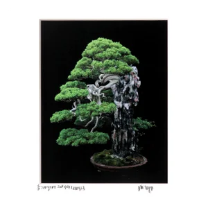 Sargent Juniper, Jonathan Singer