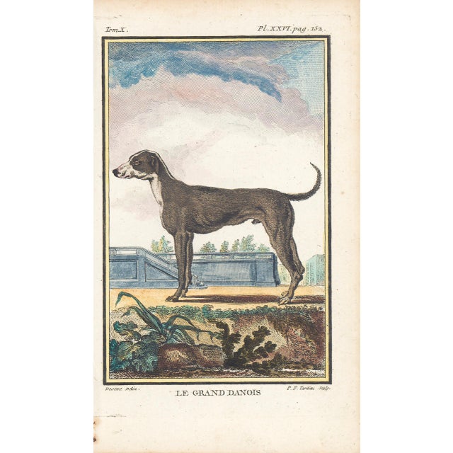 1758 Buffon Dog Engraving "Le Grand Danois" (The Great Dane) For Sale