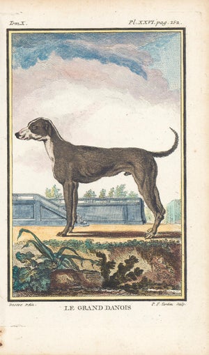 1758 Buffon Dog Engraving "Le Grand Danois" (The Great Dane)