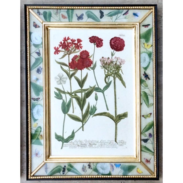 Botanical Splendor- Johann Weinmann Botanical Framed Engravings- A Set of Twelve (12) For Sale In Philadelphia - Image 6 of 13