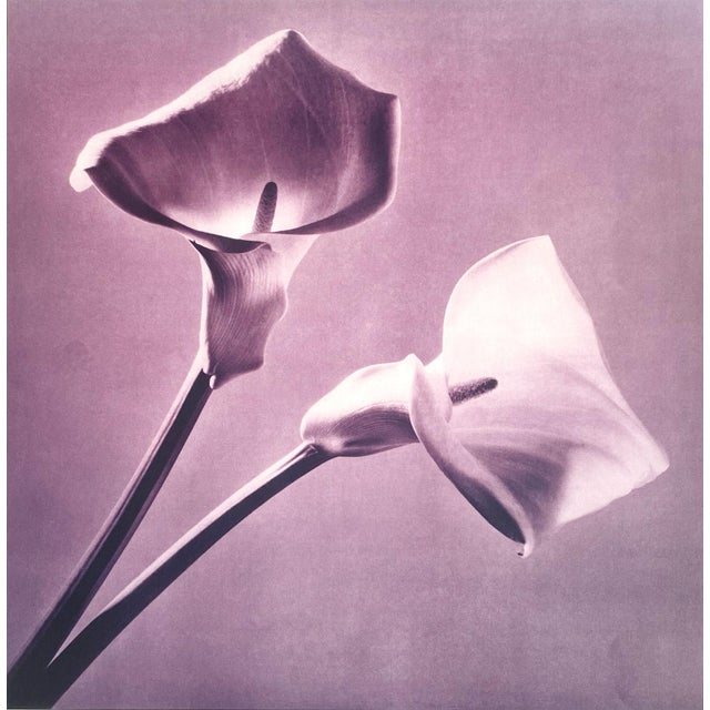 Contemporary Robert Mapplethorpe Flowers (Purple Calla Lily) Poster For Sale - Image 3 of 3