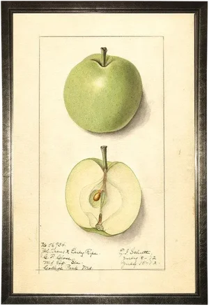 Green Apple Study in Pewter Shadowbox 13x19