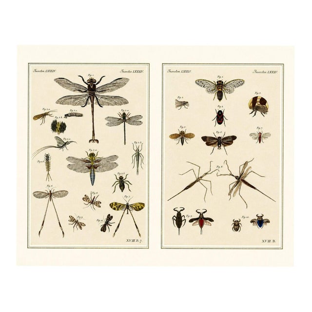 Bertuch, Dragonfly, Cicada & Exotic Insect, 1815, Engravings For Sale