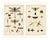 Bertuch, Dragonfly, Cicada & Exotic Insect, 1815, Engravings For Sale