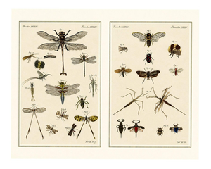 Bertuch, Dragonfly, Cicada & Exotic Insect, 1815, Engravings