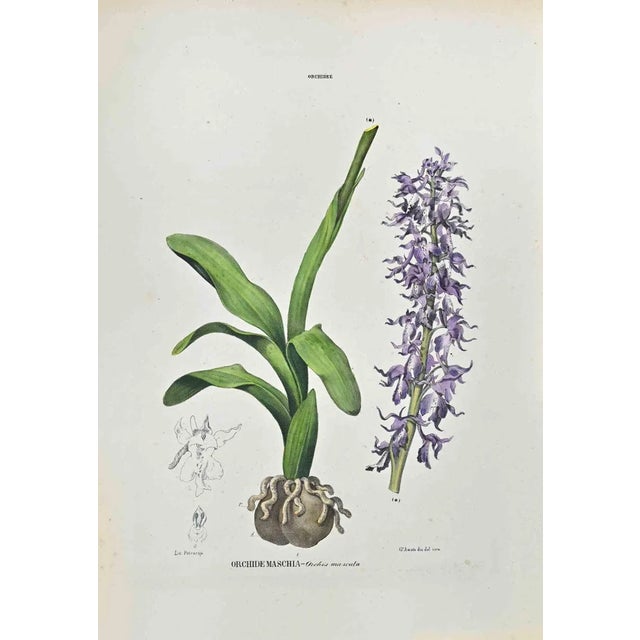 Vincenzo Tenore, The Orchids, Lithograph, 1870s For Sale