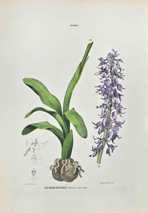 Vincenzo Tenore, The Orchids, Lithograph, 1870s