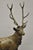 Contemporary "Walking Deer" Bronze Stag Statue Sculpture on Marble Base After Charles Paillet For Sale - Image 3 of 11