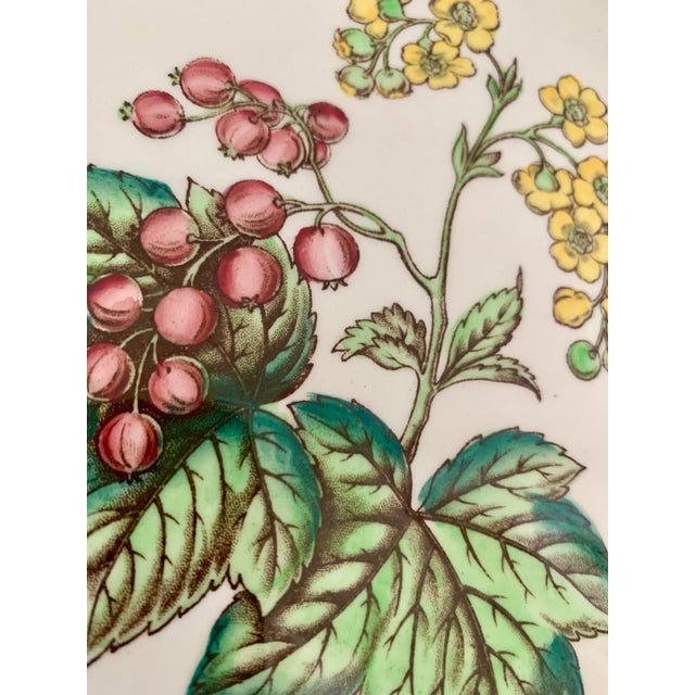 Shabby Chic Vintage English Copeland Spode ‘Glendale’ Scalloped Plates in Chelsea Wicker, Botanical Centers With Varied Hand Colored Fruit & Floral- Set of 3 For Sale - Image 3 of 12