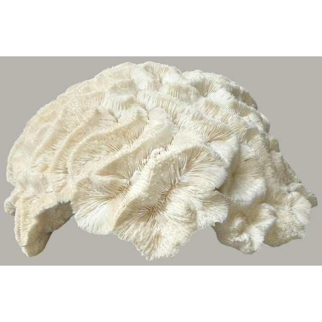 Striking large natural coral skeleton specimen featuring dramatic ruffled, foliose formations and exceptionally intricate...
