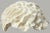Striking large natural coral skeleton specimen featuring dramatic ruffled, foliose formations and exceptionally intricate...