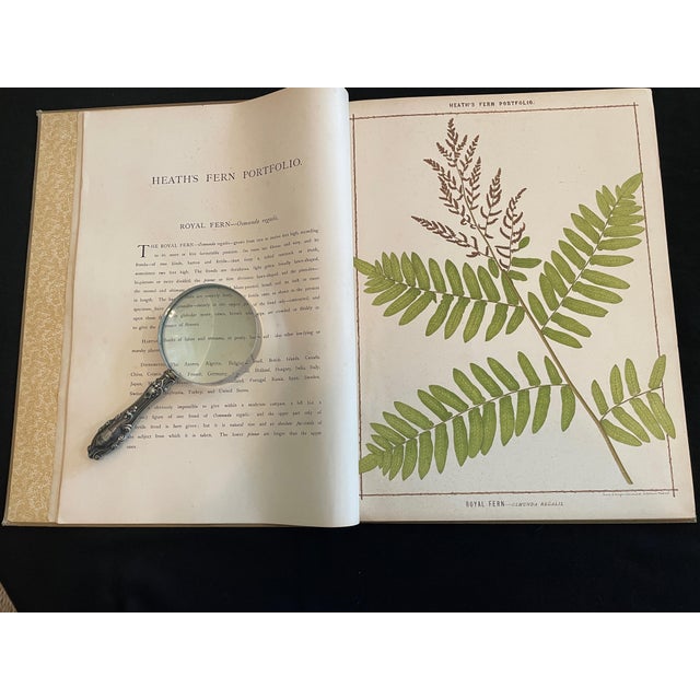 Heath's Fern Portfolio, 1885 Complete With 15 Chromolithographs For Sale - Image 15 of 18