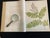 Heath's Fern Portfolio, 1885 Complete With 15 Chromolithographs For Sale - Image 15 of 18