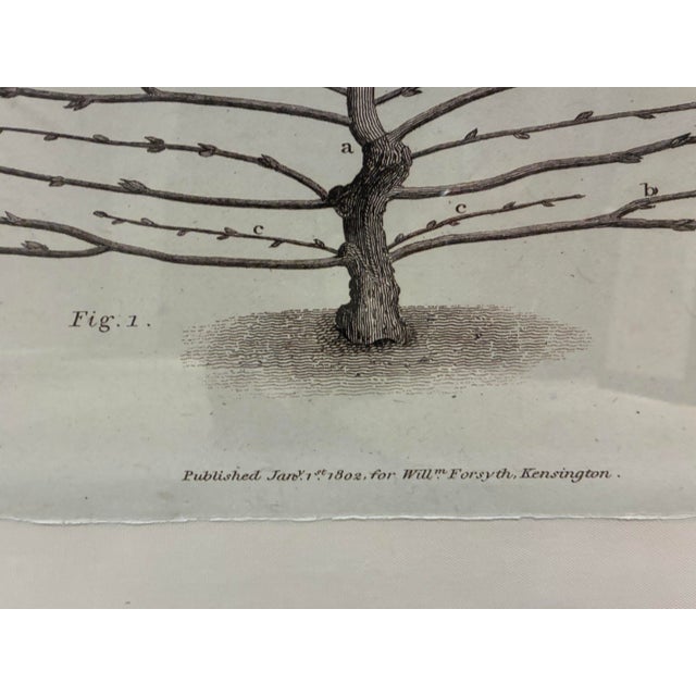 Oversized framed horticultural artwork by Natural Curiosities, adapted from an early-19th-century engraving associated...