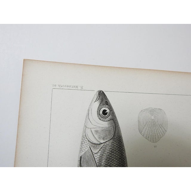 Mid 19th Century Mid 19th Century Us Pacifc Railroad Fish Lithograph Book Plate - A Pair For Sale - Image 5 of 7