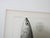 Mid 19th Century Mid 19th Century Us Pacifc Railroad Fish Lithograph Book Plate - A Pair For Sale - Image 5 of 7