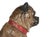 Austrian Cold-Painted Terracotta Model of a Seated Pug Dog With Glass Eyes, Life Size For Sale - Image 10 of 17