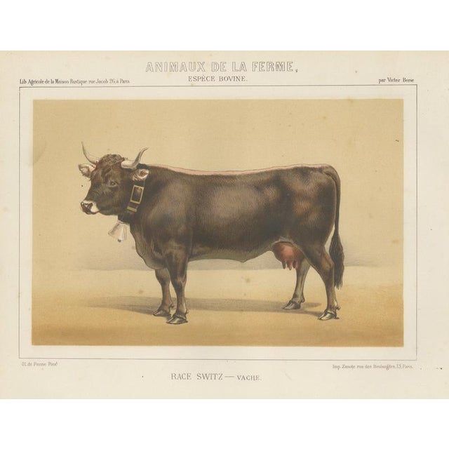 After Charles Olivier de Penne, Schwyz Cow with Bell, Swiss Brown Cattle, 1863, Chromolithograph For Sale - Image 9 of 9