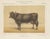 After Charles Olivier de Penne, Schwyz Cow with Bell, Swiss Brown Cattle, 1863, Chromolithograph For Sale - Image 9 of 9