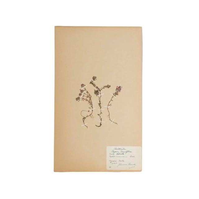 Unframed Vintage Swedish Herbarium, circa 1938 with lovely dainty lavender blooms.