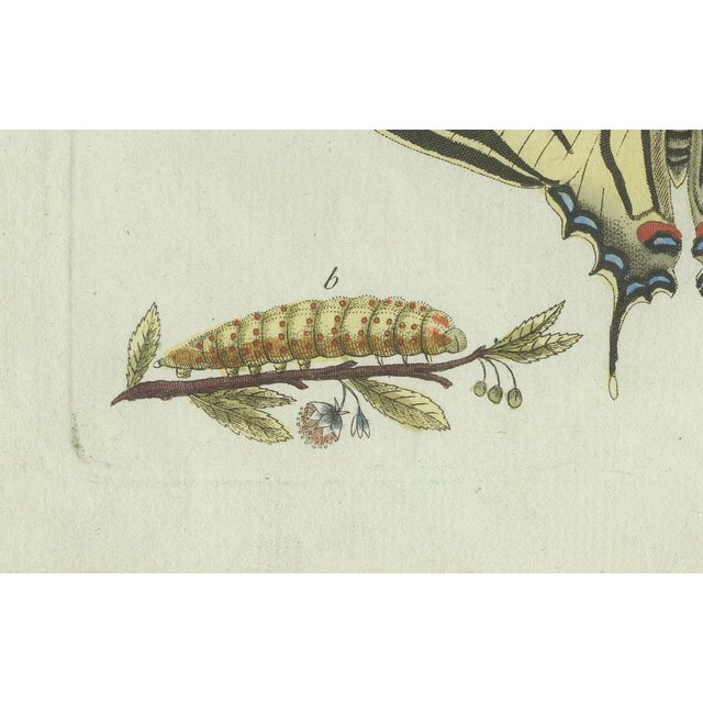 Bertuch, Swallowtail and Painted Lady Butterflies, 1800, Engraving For Sale - Image 9 of 10