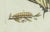 Bertuch, Swallowtail and Painted Lady Butterflies, 1800, Engraving For Sale - Image 9 of 10